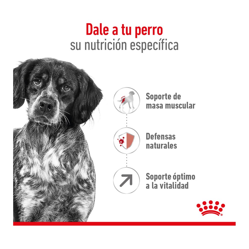 Royal Canin Medium Adult 7+ 3Kg – foto 2